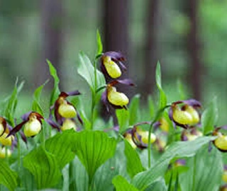 Lasoora Tree Cultural Significance