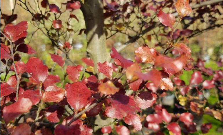 Red Beech Tree - Majestic Marvel of Nature