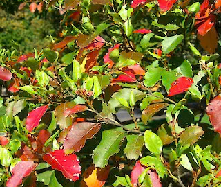 Red Beech Tree Environmental Benefits