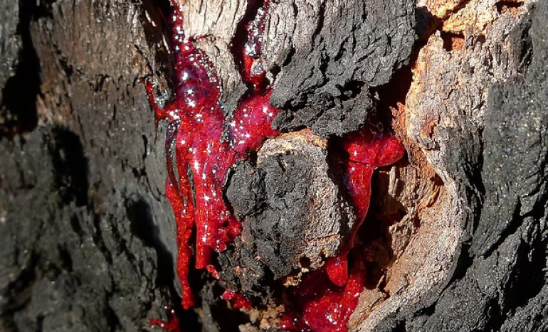 Red Bloodwood Tree - Ecological Marvel