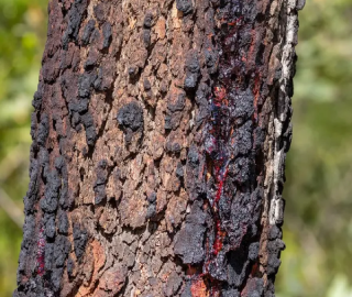 Red Bloodwood Tree Sap