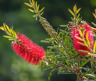 Red Bottle Brush Tree in Garden