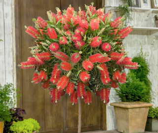 Red Bottle Brush Tree Landscape