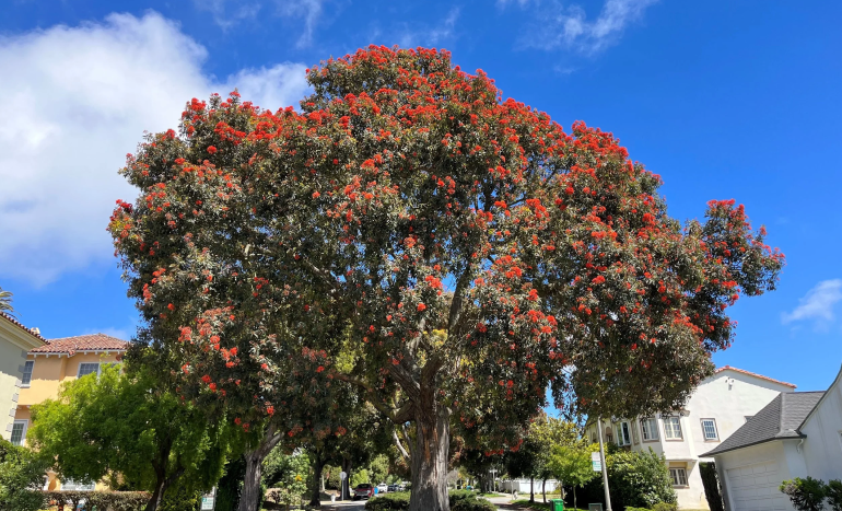Red Flowering Gum Tree - Stunning Beauty