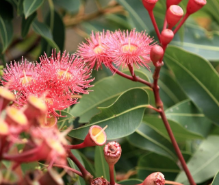 Red Flowering Gum Tree Plantation