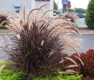 Red Fountain Grass Tree - Landscape Beauty