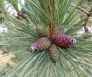 Red Pine Tree Plantation