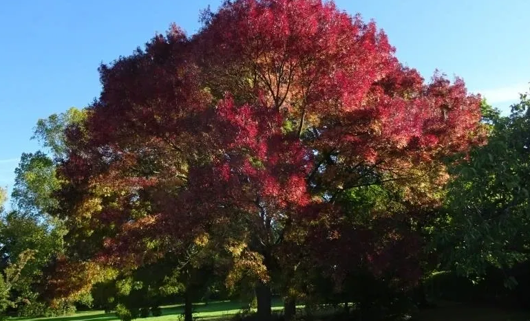 Redwood Ash Tree - Majestic Marvel