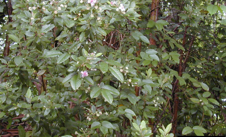 Rose Myrtle Tree - Ornamental Plant