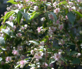 Rose Myrtle Tree Flowers - Fragrant Blooms