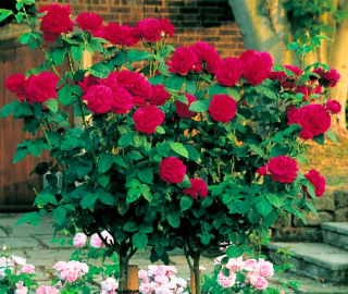 Rose (Rosa) Tree Fragrance