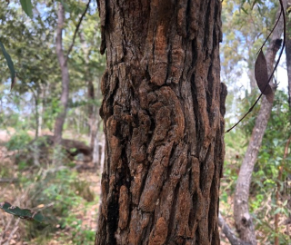 Rough Barked Apple Tree Orchard