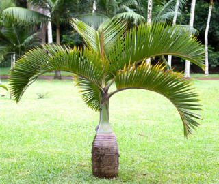 Royal Palm Tree Plantation