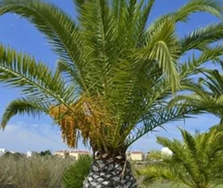 Aadusa Tree Environmental Benefits