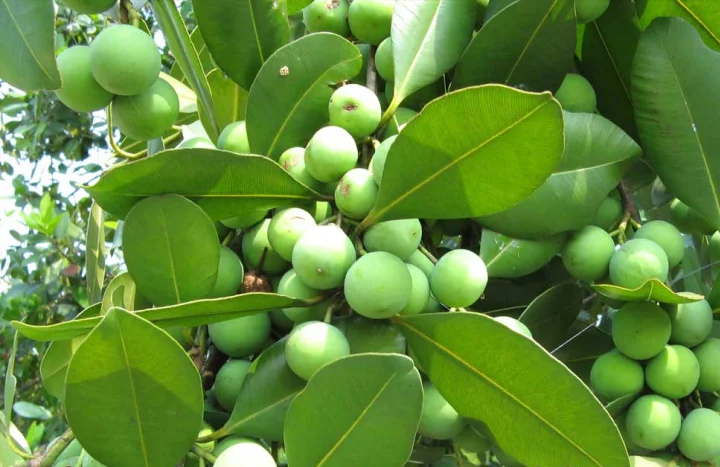 Aadusa Tree - Medicinal Plant