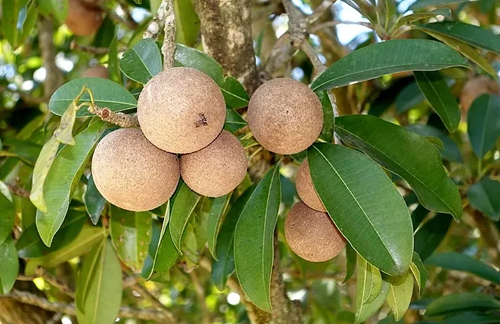 Aadusa Tree - Medicinal Plant