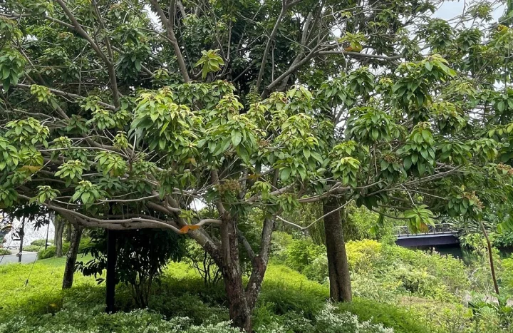 Aadusa Tree - Medicinal Plant