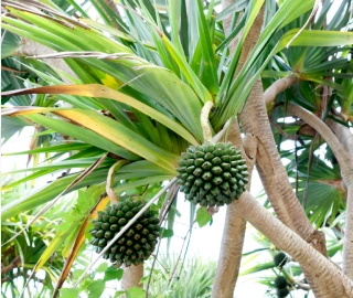 Aadusa Tree Leaves - Medicinal Properties