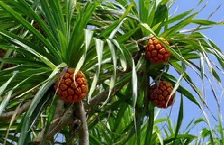 Aadusa Tree Environmental Benefits