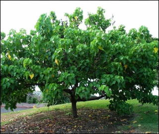 Aadusa Tree Leaves - Medicinal Properties