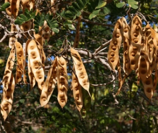 Aadusa Tree Plantation