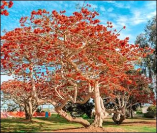 Aadusa Tree Plantation