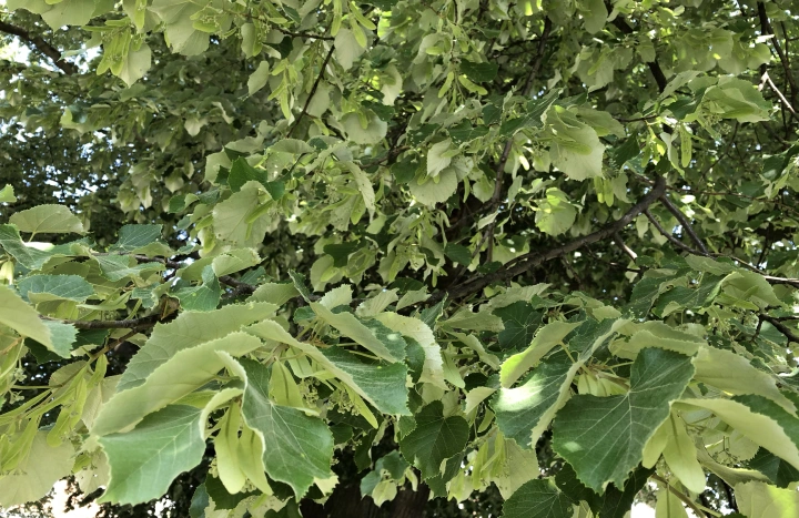 Aadusa Tree - Medicinal Plant