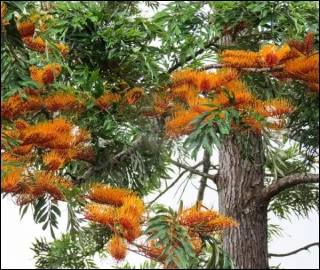 Aadusa Tree Leaves - Medicinal Properties