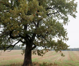 Aadusa Tree Plantation