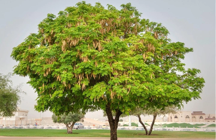 Aadusa Tree - Medicinal Plant