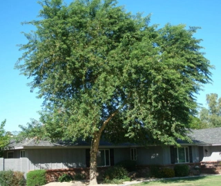 Aadusa Tree Environmental Benefits