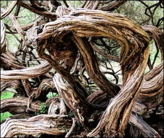 Aadusa Tree Leaves - Medicinal Properties