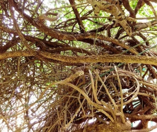 Aadusa Tree Environmental Benefits