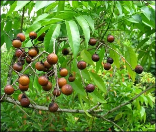 Aadusa Tree in Ayurvedic Medicine