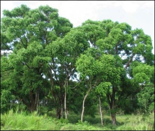 Aadusa Tree in Ayurvedic Medicine
