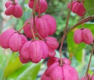 Wine Palm Tree Sap Harvesting