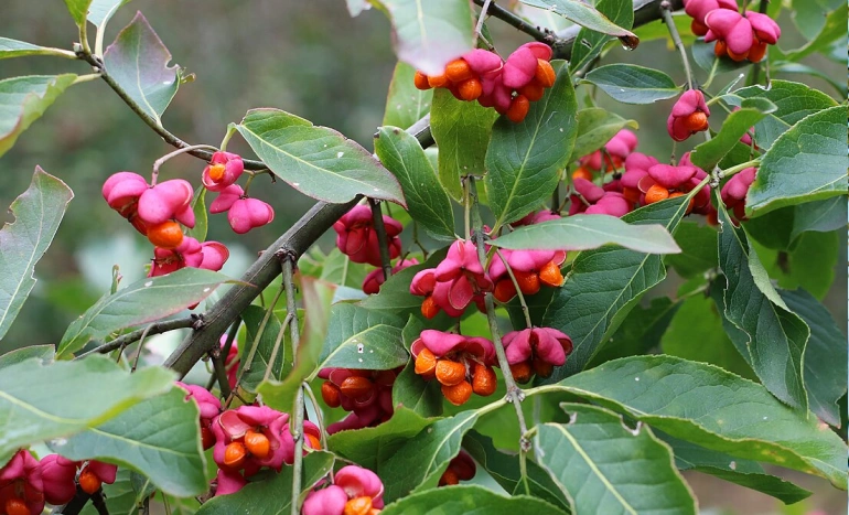 Wine Palm Tree - Nature's Tropical Treasure