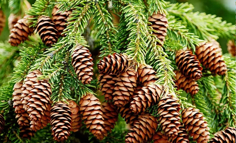 Wine Palm Tree - Nature's Tropical Treasure