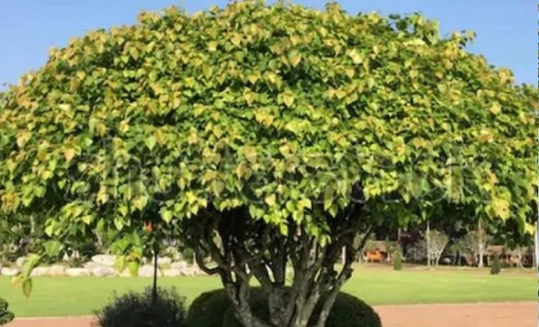 Wine Palm Tree - Nature's Tropical Treasure