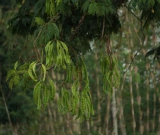 Stinking Mahogany Tree - Ecological Role