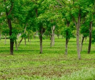 Studioseeds Tree - Eco-Friendly Marvel