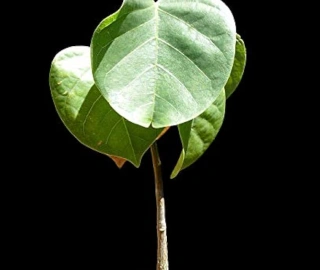 Studioseeds Tree Seed Harvesting