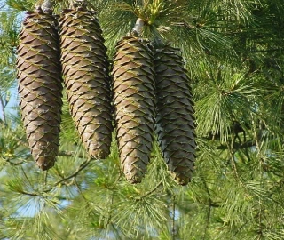 Sugar Pine Tree - Majestic Beauty