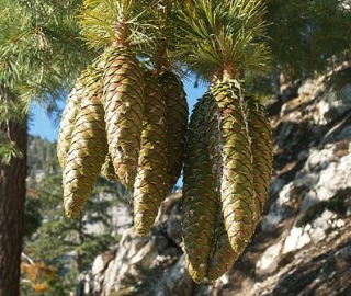 Sugar Pine Cones and Habitat