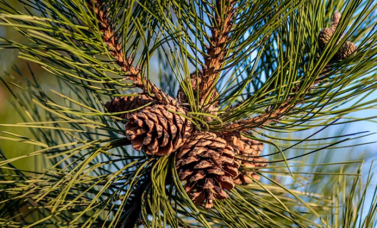 Sugar Pine Tree - Majestic Beauty and Benefits