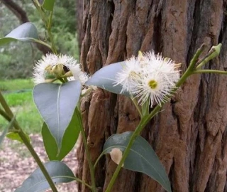 Swamp Mahogany Tree - Majestic Beauty