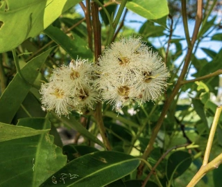 Swamp Mahogany Timber Applications