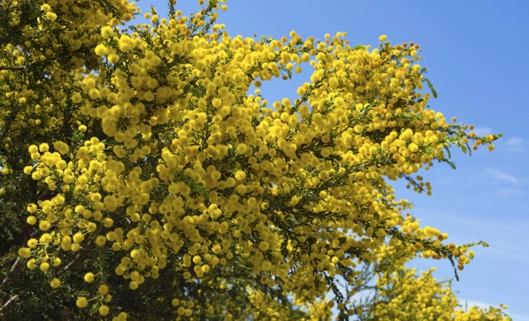 Sweet Acacia Tree - Hidden Benefits and Beauty