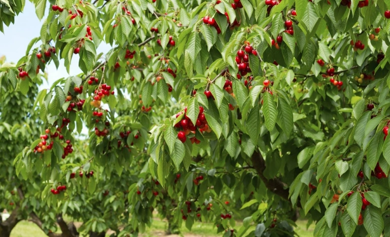 Sweet Cherry - Ultimate Guide