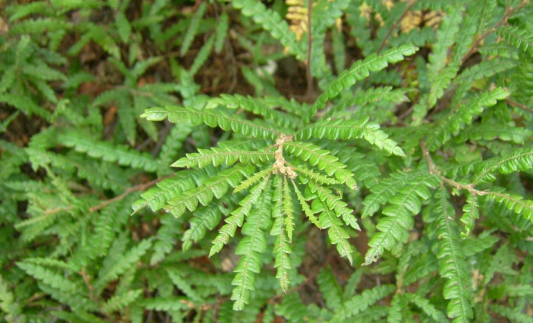Sweet Fern Tree - Enchanting Beauty and Benefits